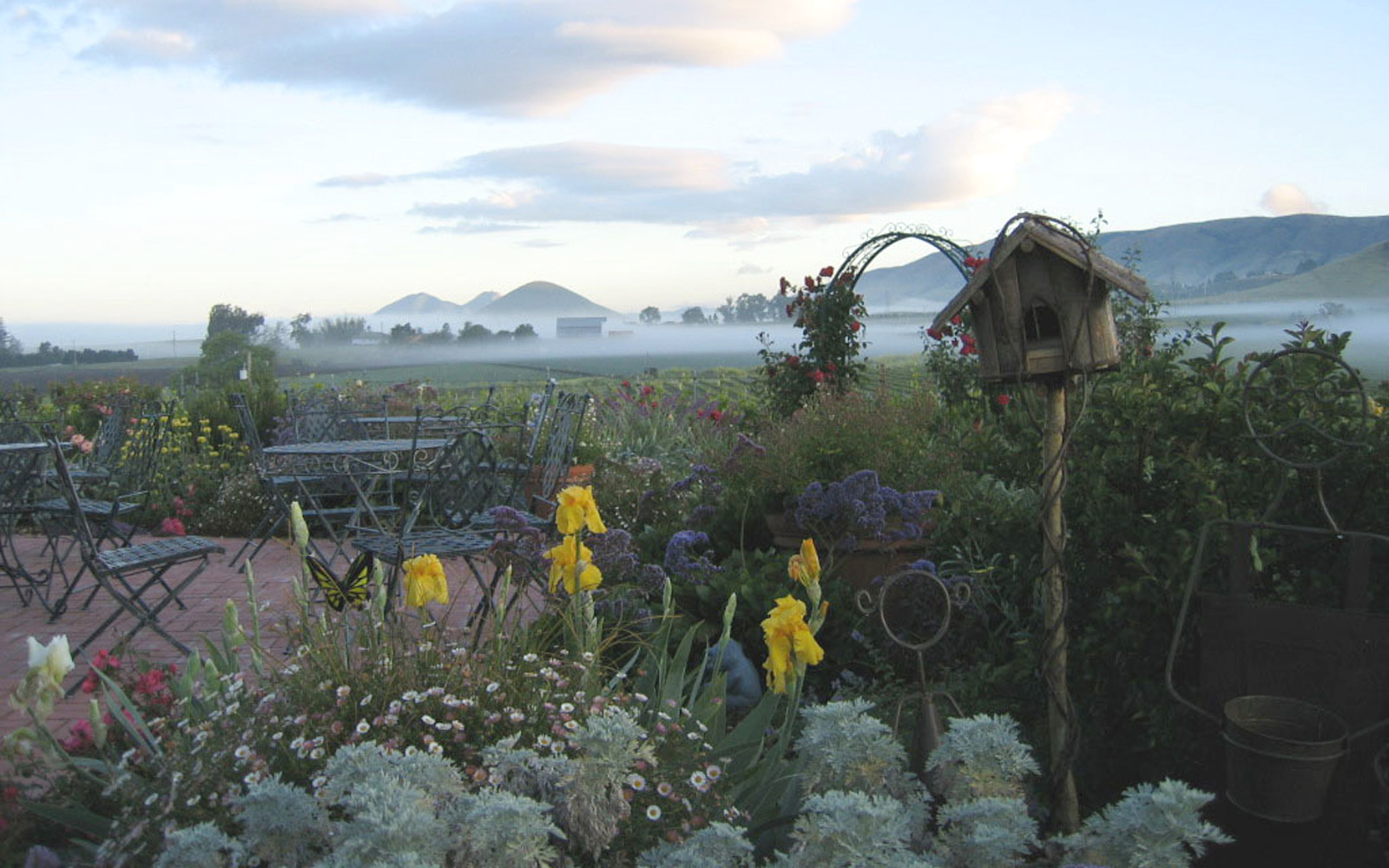 cooling fog blankets the Edna Valley