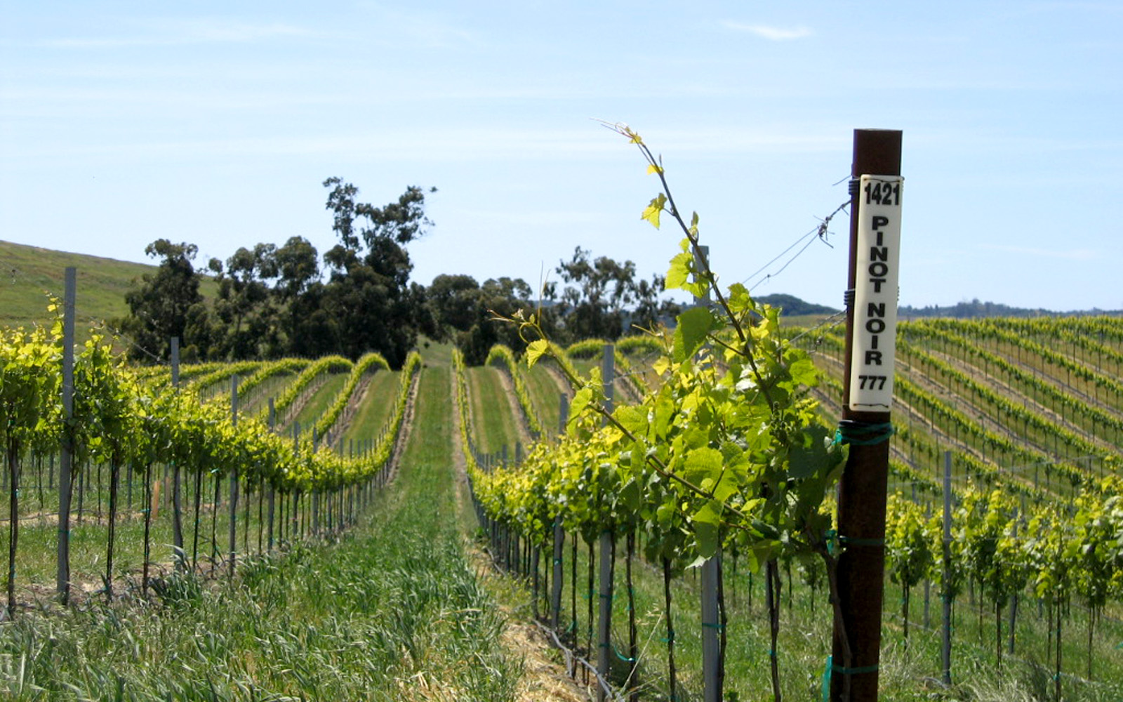 Pinot Noir vineyard on a rolling hill at Wolff Vineyards