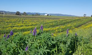 Wild mustard and lupine in the vineyard, showing rows of bare vines with mustard and lupine in bloom