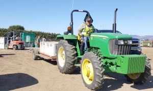 Worker hauling crates of grapes with a green tractor