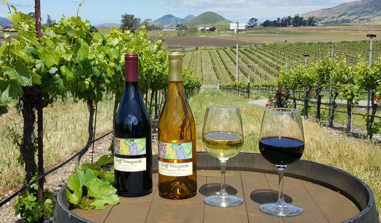 Wine bottles and wine glasses at Wolff Vineyards